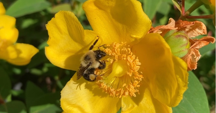 Bees’ buzz is more powerful for pollination than for defense or flight