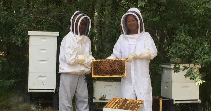 World Environment Day: Honey, saving the bees can save our planet