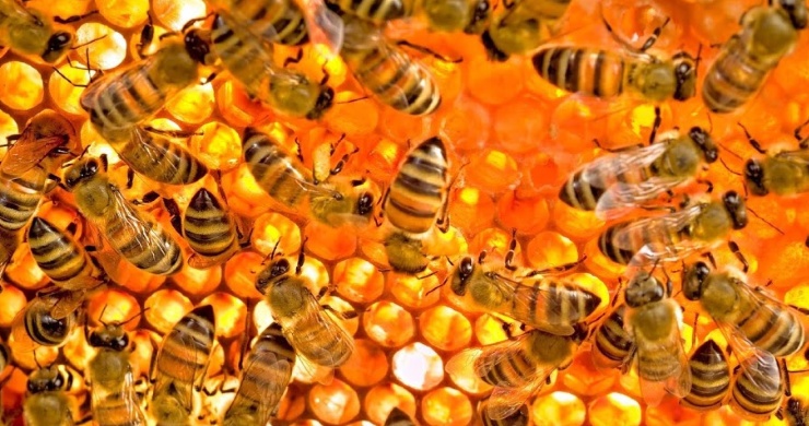 The buzz on bees
