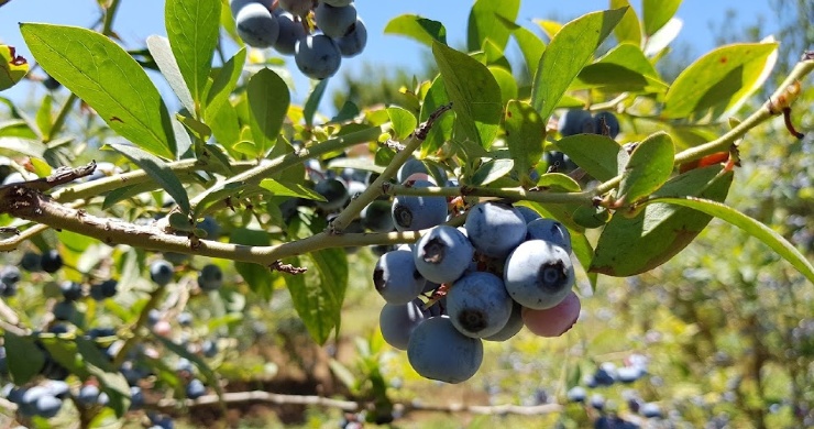 Blueberries and Bumblebees
